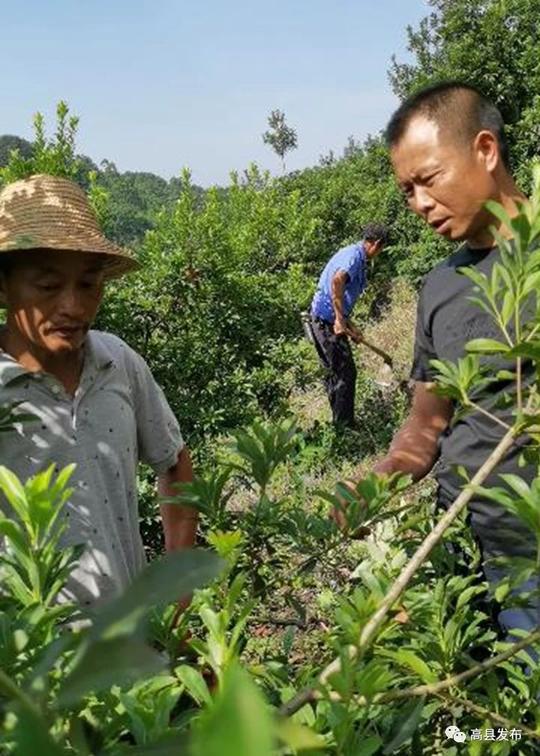 高县沙河镇：七零后回乡创业昔日荒山变果林