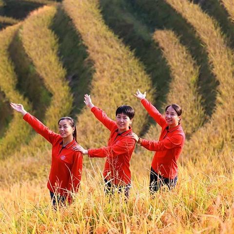 桂林市哪里有大片稻谷