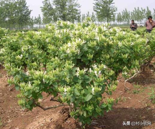 农村种啥农作物最赚钱？试试这9个种植项目，你也能小成本创业