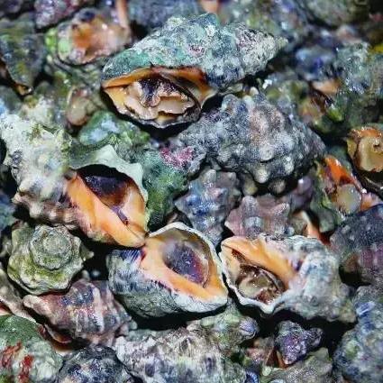 宁波高端海鲜的长尾关键词有什么