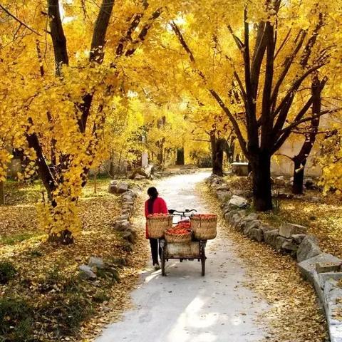 [苏州景区观光车]相关长尾关键词有哪些