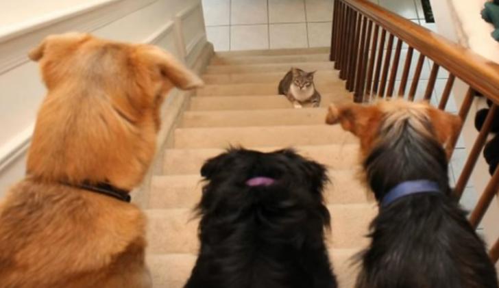 探探更换手机号怎么办（哪位推荐个小说）