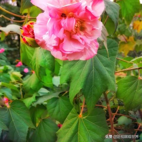 济南市花是什么是什么