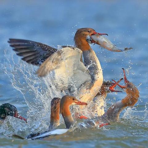 12生肖每日运势6月2日(十二生肖每日运势查询2020年6月17日)