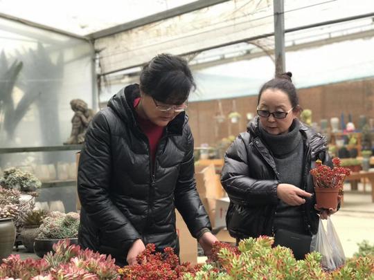 给成都三圣乡花市说再见？全部搬走尚不确定但花市规模或缩小