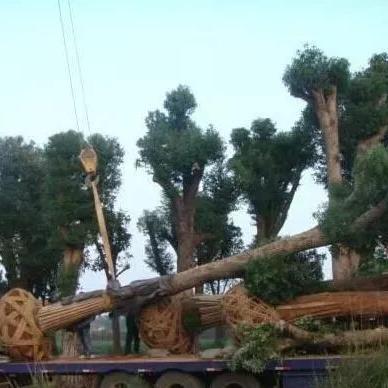 福建苗木移植机械的相关长尾关键词有哪些