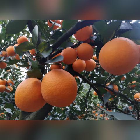 重庆奉节县小产权房价的长尾关键词有什么