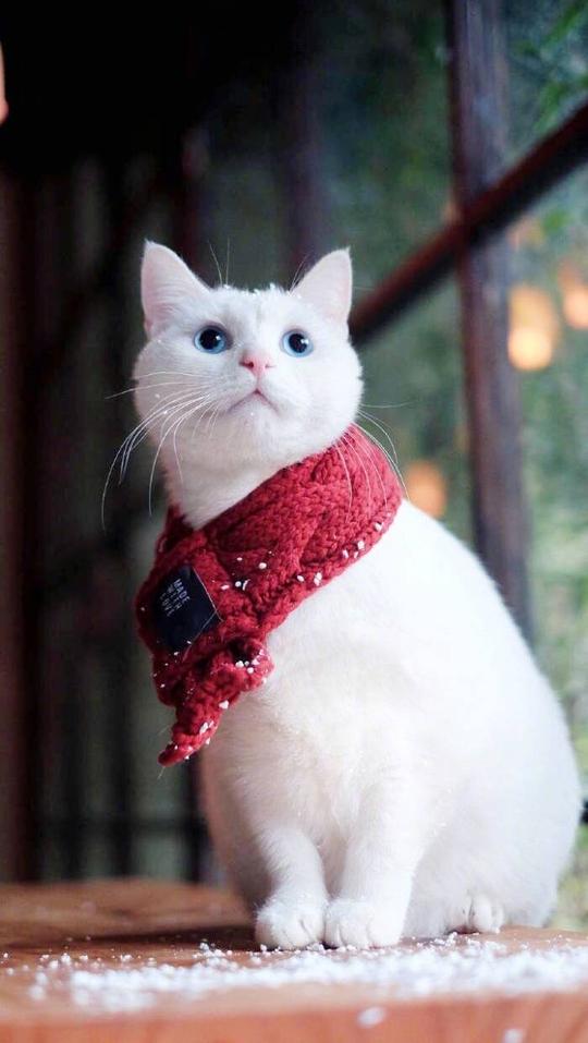 100张猫咪可爱头像壁纸，都不知道选哪个当锁屏了