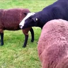 河南羊饲料怎么样