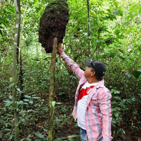 巴西气温曲线图的长尾关键词有什么