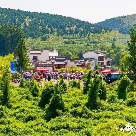 济南哪里有卖中华田园猫？