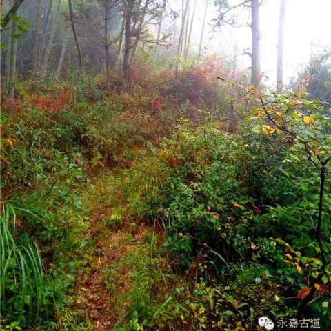 温州市宏伟精品车行的长尾关键词有哪些