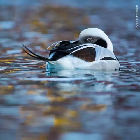 武汉金丝猴的相关长尾关键词有哪些