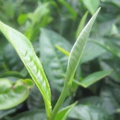 昆明市普洱生茶推荐的长尾关键词有哪些