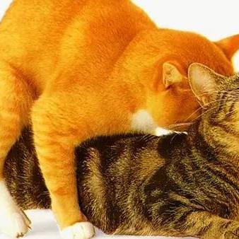 保定市哪里可以捡到猫咪