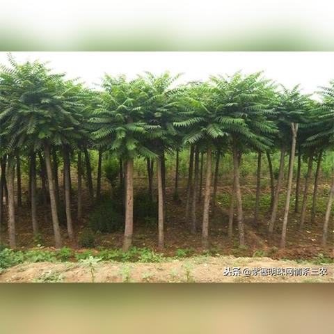 保定市苗木基地有哪些