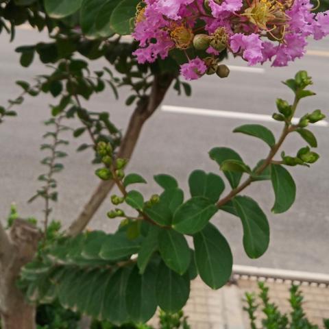 广州市马路边什么花