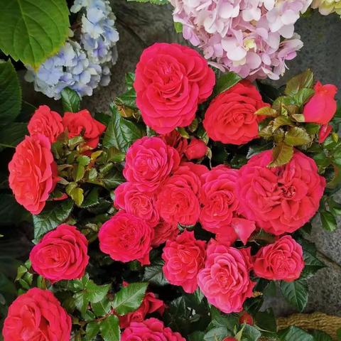 深圳市花市树是什么？