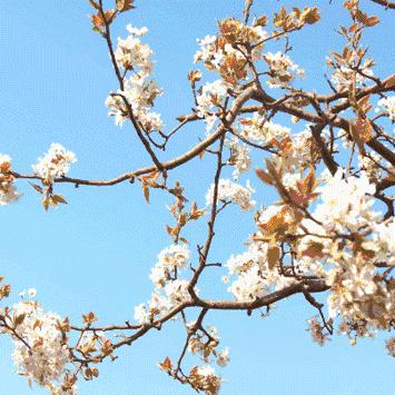 武汉市樱花什么时候谢