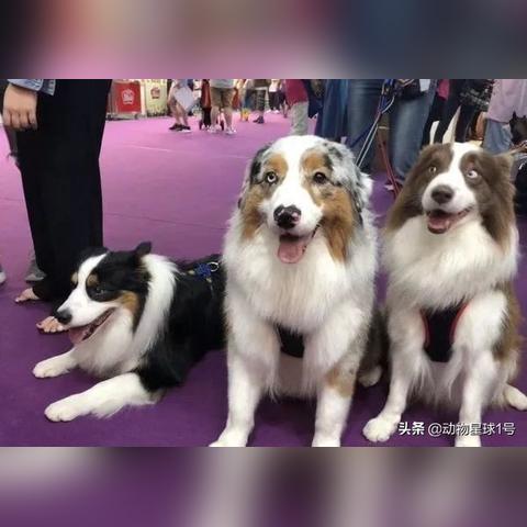 济南长清领养柯基相关长尾关键词有哪些