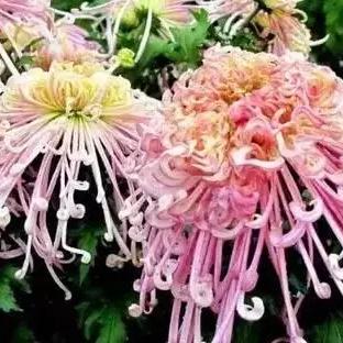 天津是哪个市花