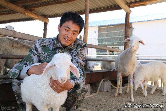 养羊老汉刻苦钻研羔羊瘫软药方，成就创业梦想，年收益百万