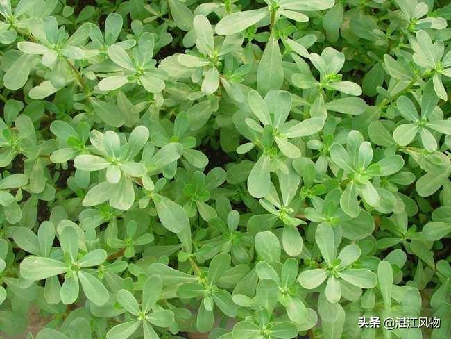 什么美食带花（什么花香好养）