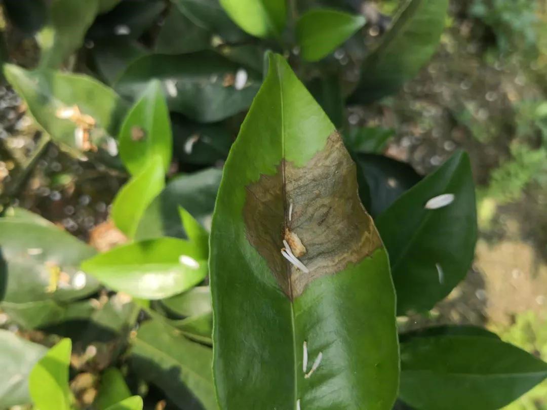 柑橘幼果期的管理（柑橘秋梢期如何做到配方精准施肥呢）