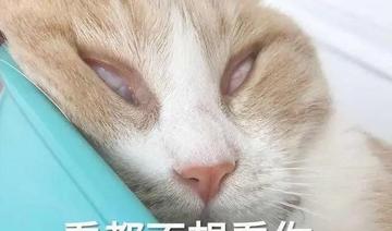 神经病猫搞笑QQ幽默表情包