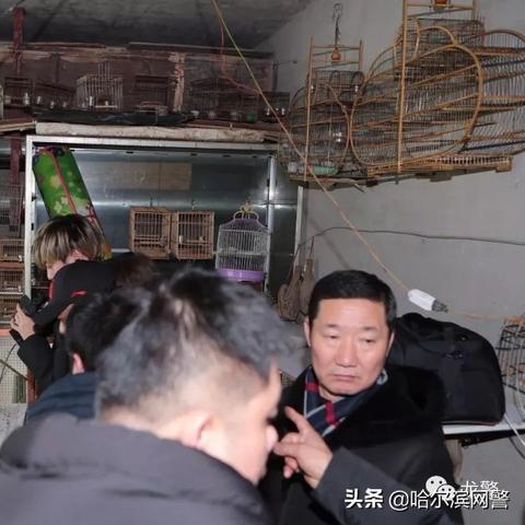 东北哈尔滨市养什么鸟