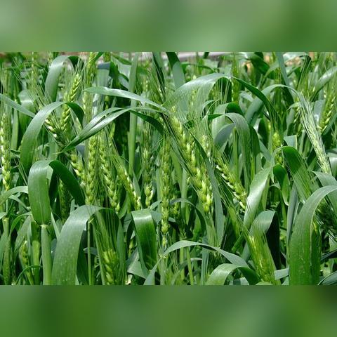 河南小麦近况怎么样