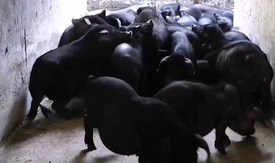 农村女人养猪养出新花样，声称“猪肉一块钱一斤，她也能赚钱！”