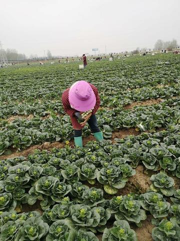 河南农民种什么蔬菜多
