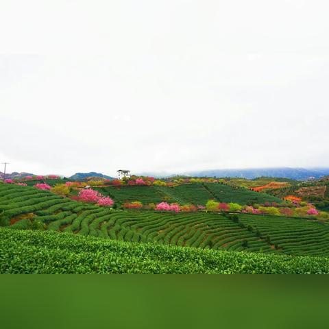 福建漳平永福樱花的相关长尾关键词有哪些