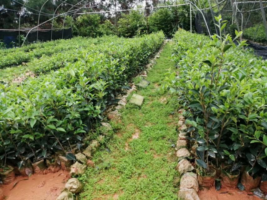 油茶树栽培,15年生油茶树移栽适合什么季节?