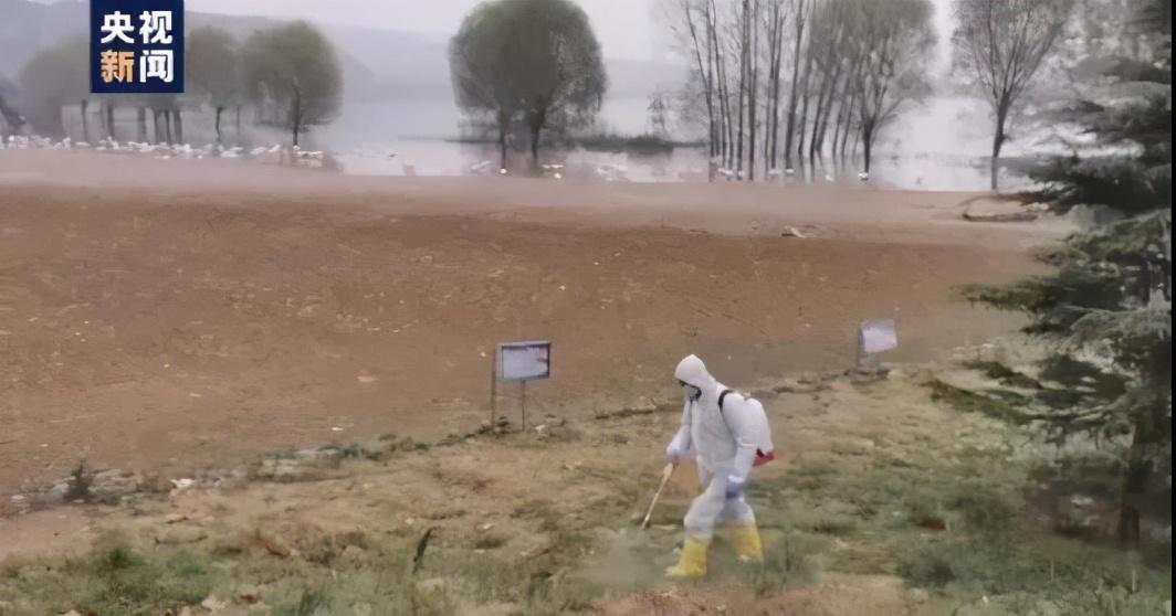 【山西发生野生天鹅禽流感疫情
,山西发生野生天鹅禽流感疫情最新消息】 【山西发生野生天鹅禽流感疫情
,山西发生野生天鹅禽流感疫情最新消息】