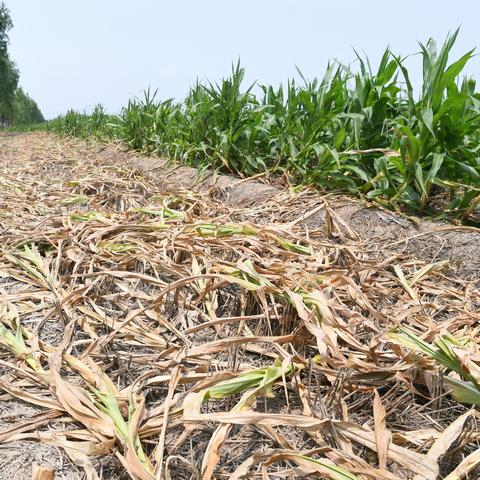 河南农业发展怎么样