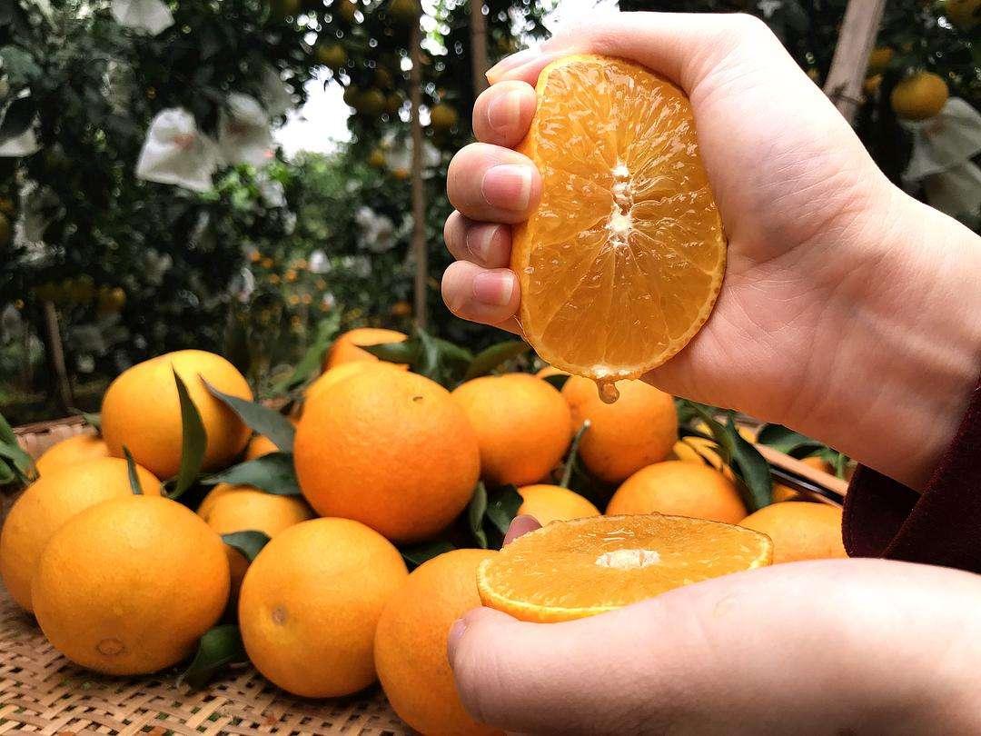 今年的爱媛果冻橙为什么这么贵（什么橙子水大好吃）