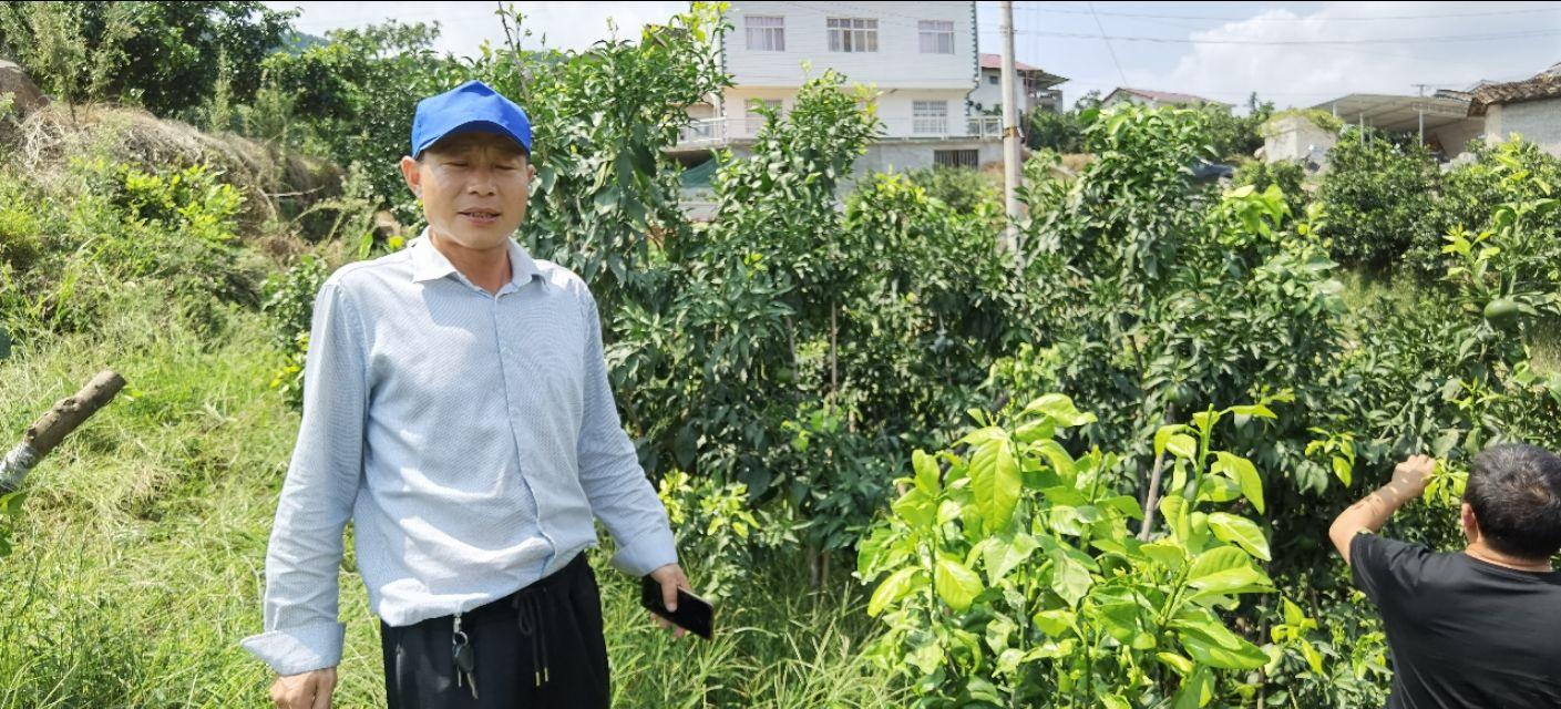 華美柑橘種植手藝_華美2號(hào)柑桔優(yōu)缺點(diǎn)