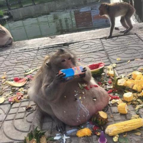 小猴子纪录片大全的长尾关键词有什么
