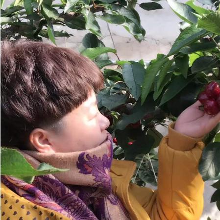 大连美早樱桃苗根系的长尾关键词有什么