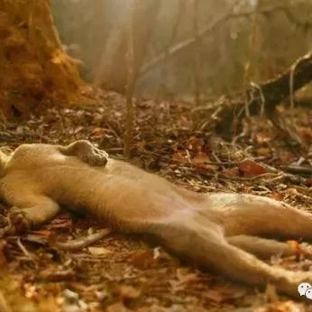 女明星合成大全图片的长尾关键词有哪些