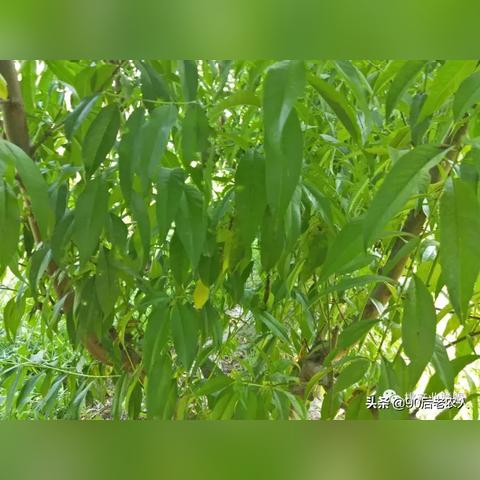 桃树复合肥相关长尾关键词有哪些