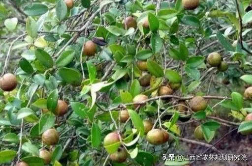 荒山荒地，用来搞什么“创业项目”？3个项目可以考虑一下