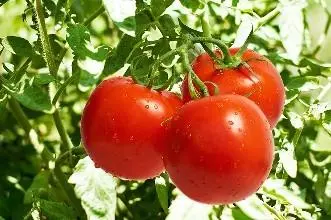 番茄种植时间和方法