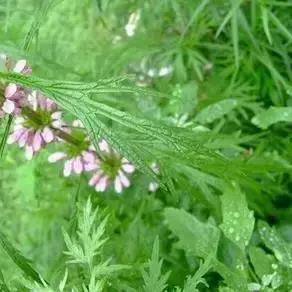 赣州市打个胎花多少钱