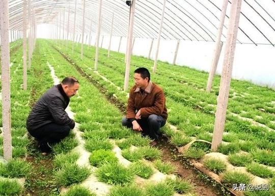 未来农村种植什么最赚钱，这4种种植价格越来越贵，种这些准没错
