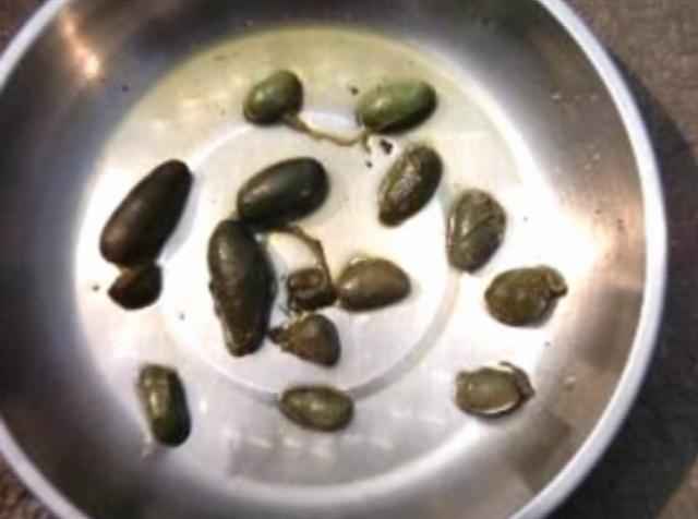 鱼胆为什么会有毒