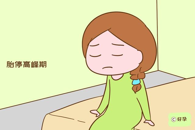 孕期哪个阶段容易胎停育