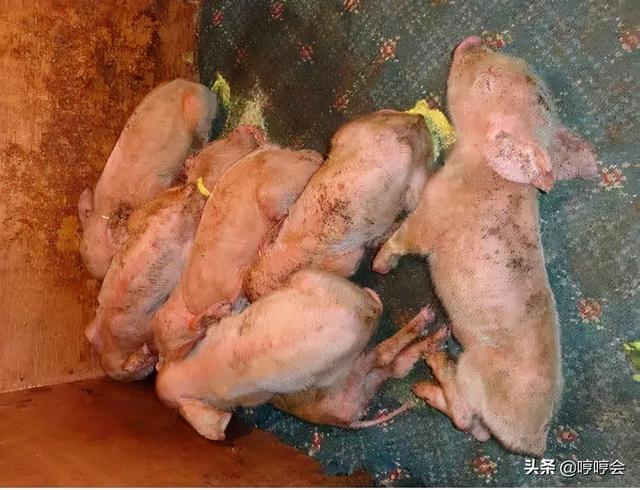 你应该知道有效应对小儿腹泻 你应该知道有效应对小儿腹泻